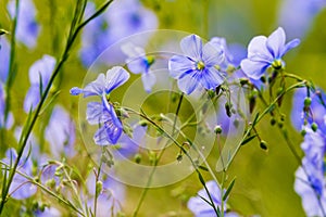 Blue flowers of flax in a field against green background, in summer, close up, shallow depth of field