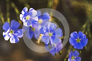 Blue flowers of flax lit with the bright summer sun