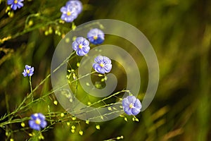 Blue flowers of flax lit with the bright summer sun