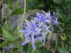 Blue flowers. Flores Azules photo