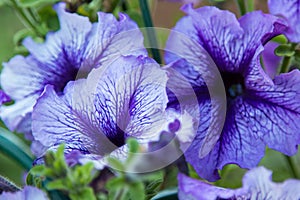 Blue flowers in the foliage closeup