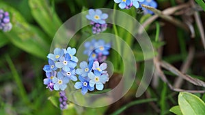 Blue flowers Forget-me-not Myosotis sylvatica