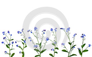 Blue flowers forget-me-not on a white background with space for text. Top view, flat lay