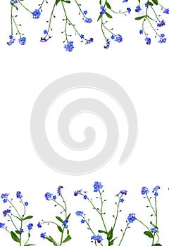 Blue flowers forget-me-not on a white background with space for text. Top view, flat lay