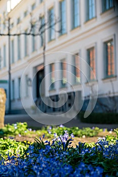 Blue flowers in full bloom in front of museum Kulturen on warm spring day