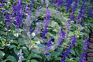 blue flowers in the garden