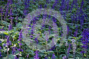 blue flowers in the garden