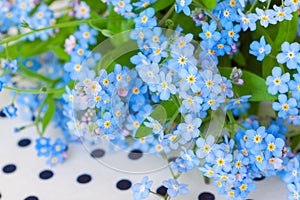 Blue flowers of garden forget-me-not lying on white with black polka dots fabric