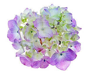 Blue flowers of garden Hydrangea isolated