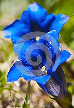 Blue flowers of gentiana alpina