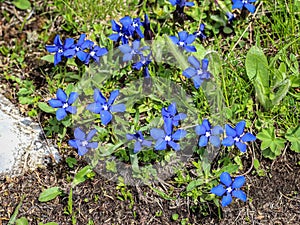 Blue flowers of Gentiana utriculosa