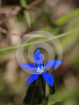 Blue flowers of Gentiana utriculosa