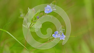 Blue flowers germander speedwell, on a green grass. Blooming veronica chamaedrys on a spring day. Selective focus.