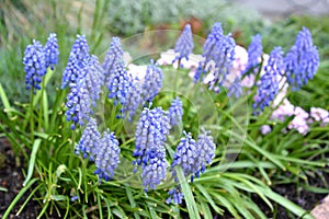 Blue flowers of gimmick onions are bungled Muscari botryoides L