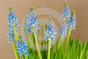 Blue flowers of Grape Hyacinth growing with blurred yellow background