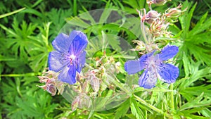 Blue flowers in the grass