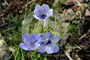 blue flowers on the grass in the garden spring Anemone