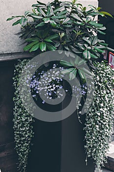 Blue flowers and grean leaves in the basket outdoors