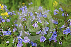 Blue flowers with green foliage in a meadow