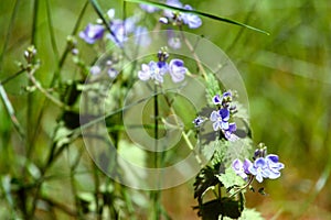 Blue flowers in the green grass in the forest