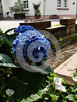 Blue flowers growing in Weinheim