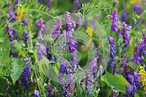 Blue flowers in a hedgerow