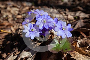 The blue flowers of Hepatica nobilis bloom in the forest in early spring