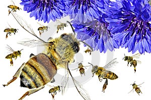 Blue flowers and honey bees flying. Pollination