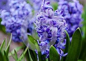 Blue flowers of Hyacinth