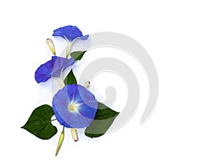 Blue flowers Ipomoea common names: bindweed, moonflower, morning glories on a white background with space for text.