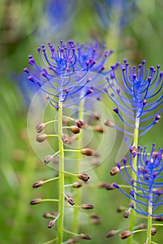 Blue flowers leopoldia comosa in the meadow