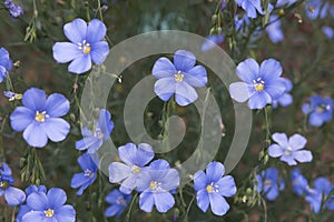 Blue flowers of Lewis flax on blury green background photo