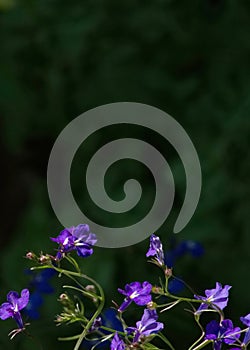 Blue flowers. Lobelia Erinus. Landscape Decision. Close up