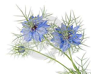 Blue flowers of Love-in-a-mist. Nigella damascena. Isolated.