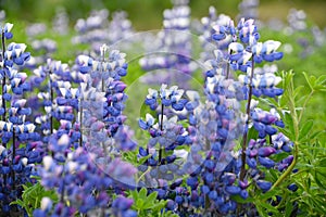 Blue flowers of Lupine