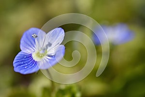 Blue flowers on meadow