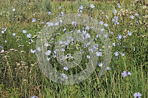 blue flowers of the medicinal plant chicory (lat.Cichorium intybus) bloom in a summer meadow