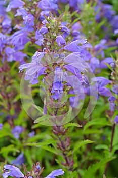 Blue flowers of Moldavian Dragonhead in the garden