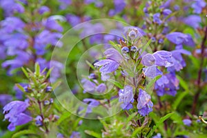 Blue flowers of Moldavian Dragonhead in the garden