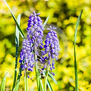 Blue flowers Muscari armeniacum or Grape Hyacinth on a yellow background