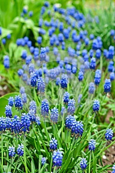 Blue flowers Muscari or murine hyacinth buds and leaves