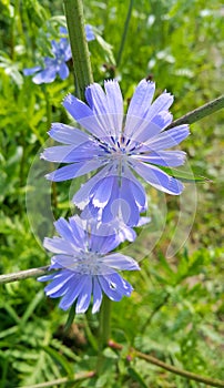 Blue flowers of natural chicory