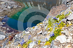 Blue flowers near mountain lake.