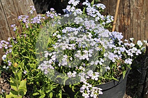 Blue flowers of Nemesia plants in garden
