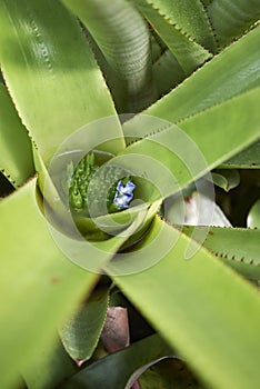 Blue flowers of Neoregelia Bromeliad plant