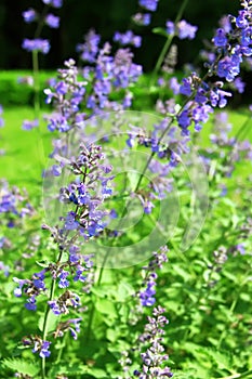 Blue flowers of Nepeta cataria catnip, catswort, catmint. Floral background