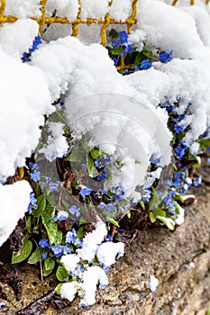 Blue flowers Omphalodes verna bloom in spring covered snow photo