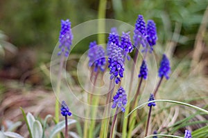 Blue flowers outdoor shot, blurred backround