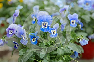 Blue flowers pansies grown in a greenhouse