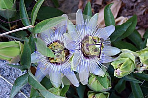 Blue flowers of passionflower